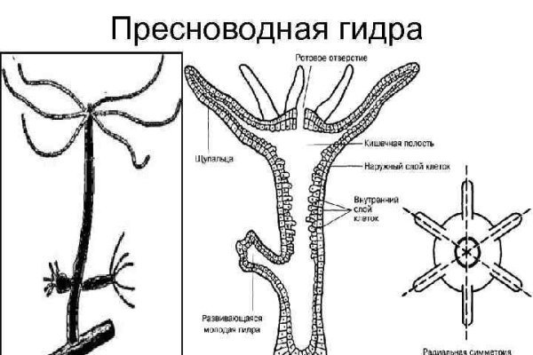 Kraken tor зеркало
