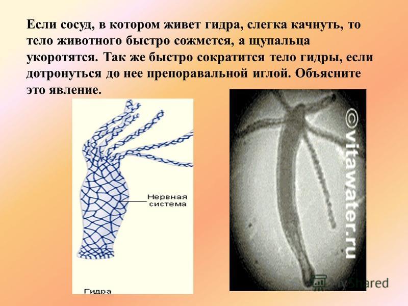 Кракен даркнет ссылка для тор